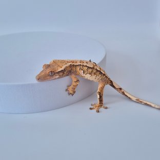 노멀 트라이 할로윈