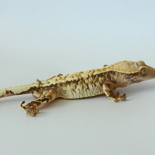 노멀 트라이 화이트포트홀 화이트스팟 익스트림할리퀸