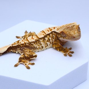 노멀 트라이 익스트림할리퀸 화이트스팟 타이거 텐저린