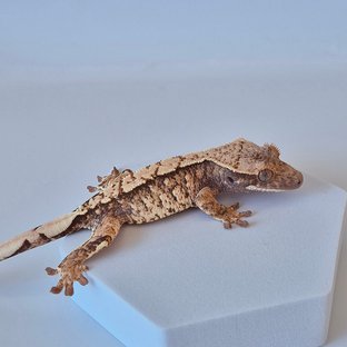 노멀 트라이 화이트스팟 텐저린 타이거