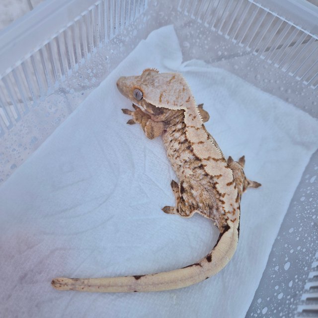 노멀 익스트림할리퀸 텐저린