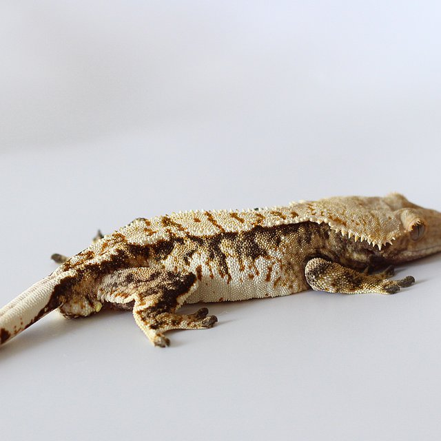 노멀 트라이 텐저린