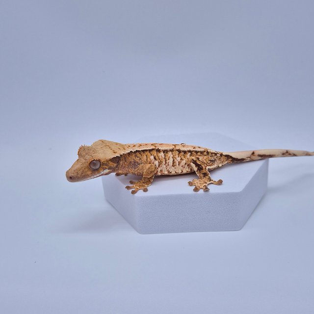 노멀 트라이 텐저린 타이거