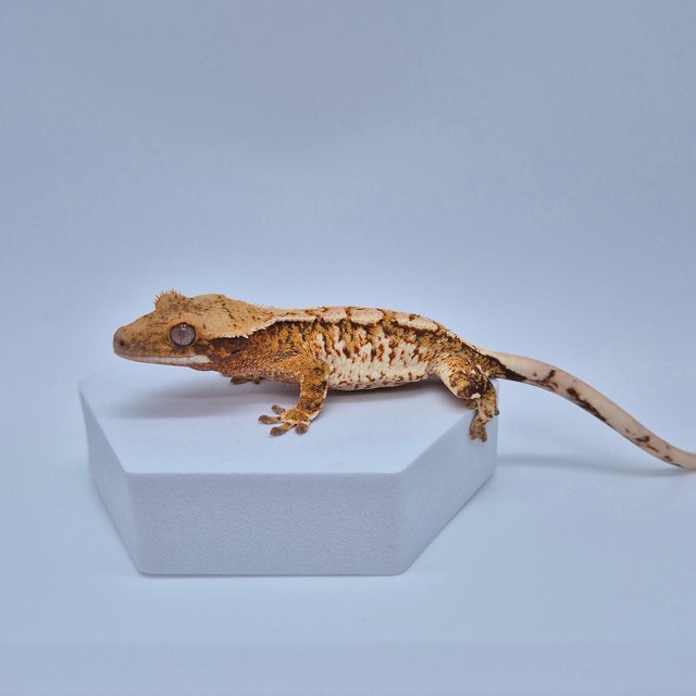 노멀 트라이 화이트스팟 텐저린