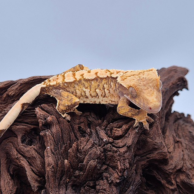 노멀 트라이 화이트스팟 텐저린