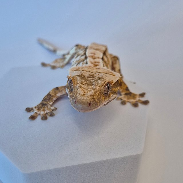 노멀 트라이 익스트림할리퀸 화이트스팟 타이거 텐저린