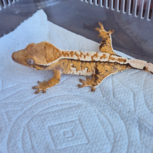 노멀 화이트스팟 텐저린 할로윈