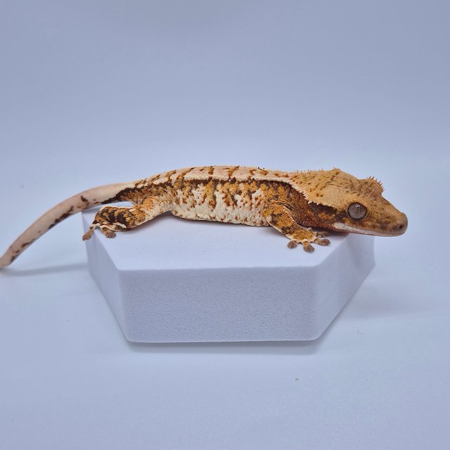 노멀 트라이 화이트스팟 텐저린