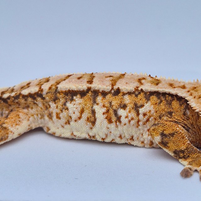 노멀 트라이 화이트스팟 텐저린