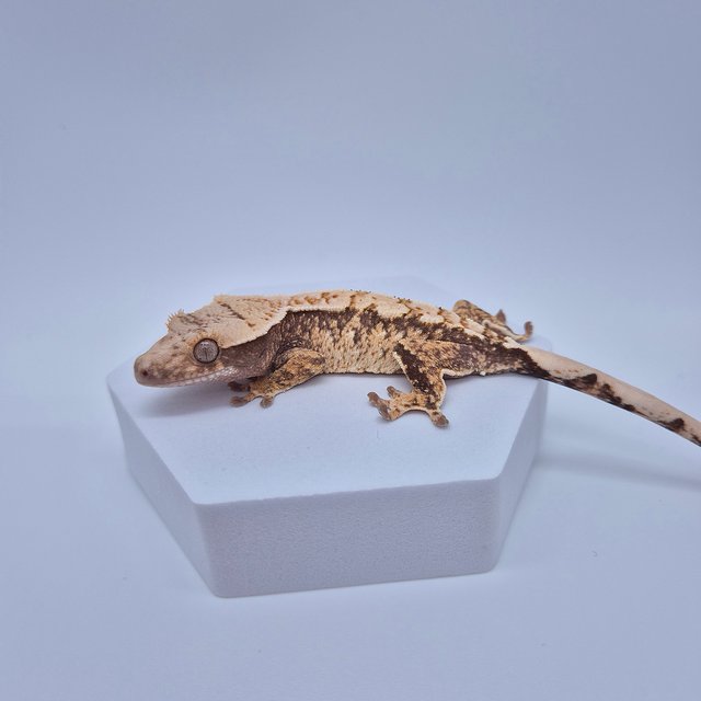 노멀 화이트스팟 화이트포트홀 타이거