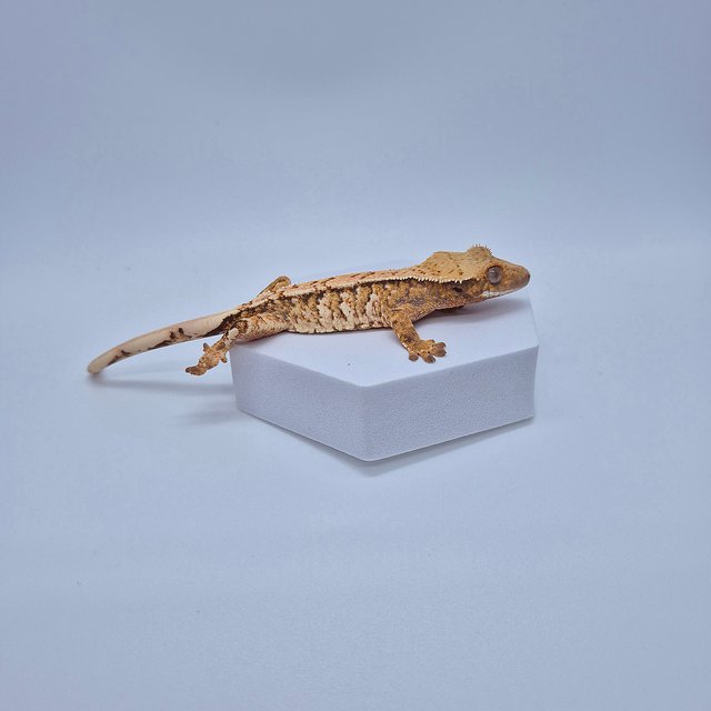 노멀 트라이 텐저린 타이거