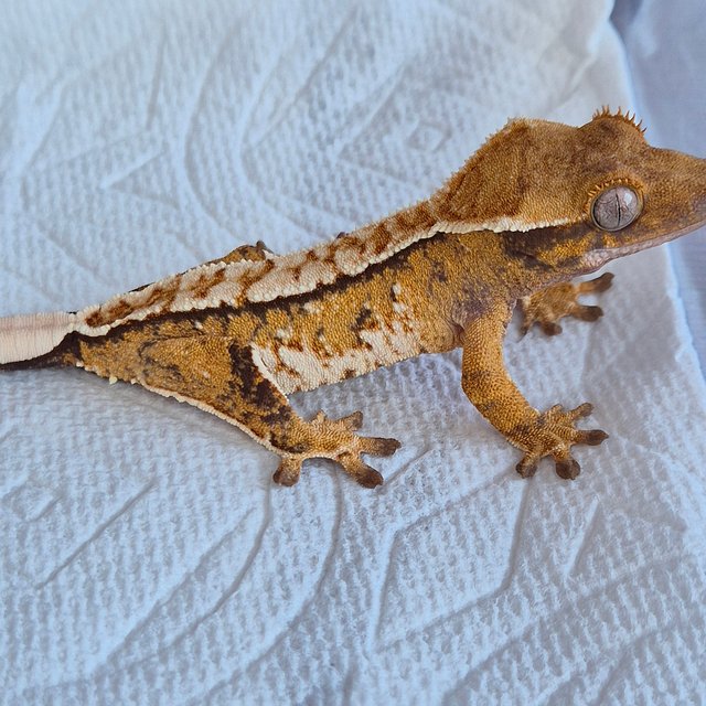 노멀 화이트스팟 텐저린 할로윈