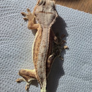 팬텀 옐로우 릴리화이트