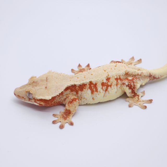 릴리화이트 레드 레이지
