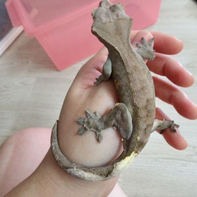 카푸치노