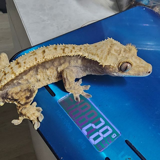 익스트림할리퀸