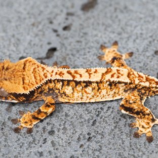 트라이 익스트림할리퀸