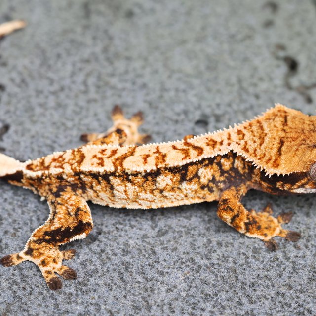 트라이 익스트림할리퀸