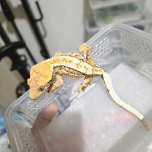 노멀 트라이 익스트림할리퀸 쿼드 풀핀