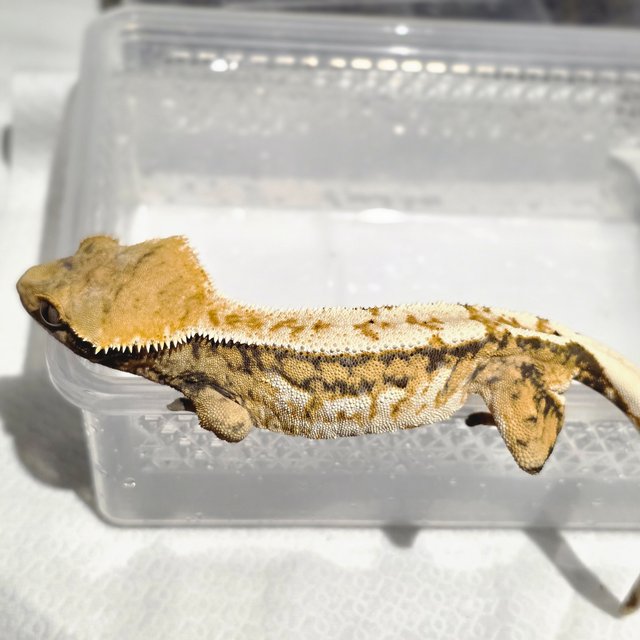 노멀 트라이 익스트림할리퀸 쿼드 풀핀