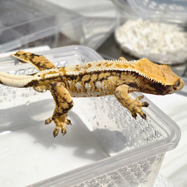 노멀 트라이 익스트림할리퀸 쿼드 풀핀