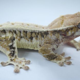 릴리화이트 트라이