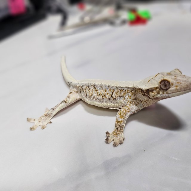 트라이 릴리화이트