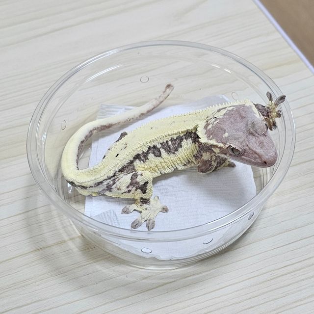 프라푸치노