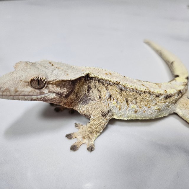 노멀 트라이 화이트스팟