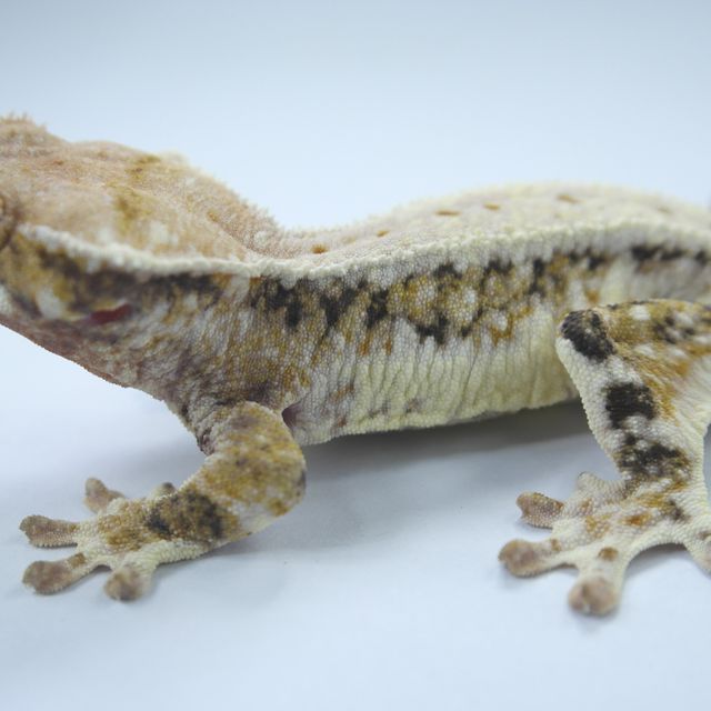 릴리화이트 트라이