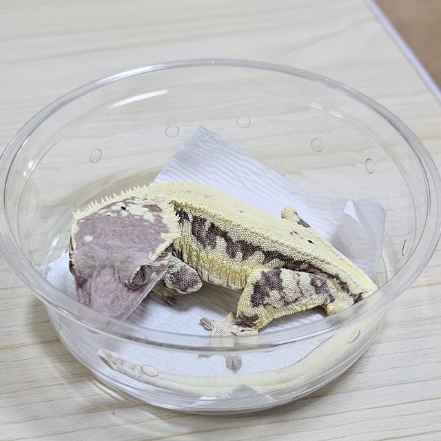 프라푸치노