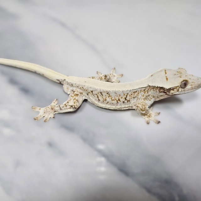 트라이 릴리화이트