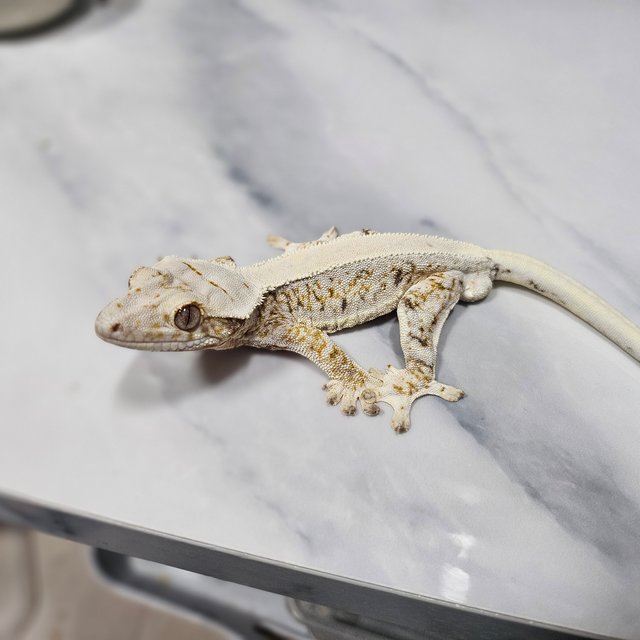 트라이 릴리화이트