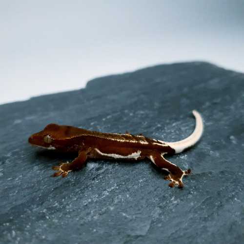 goldsummer골드썸머