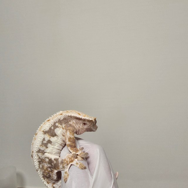 릴리100%헷아잔틱