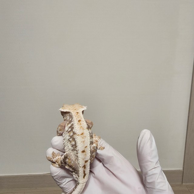 릴리100%헷아잔틱