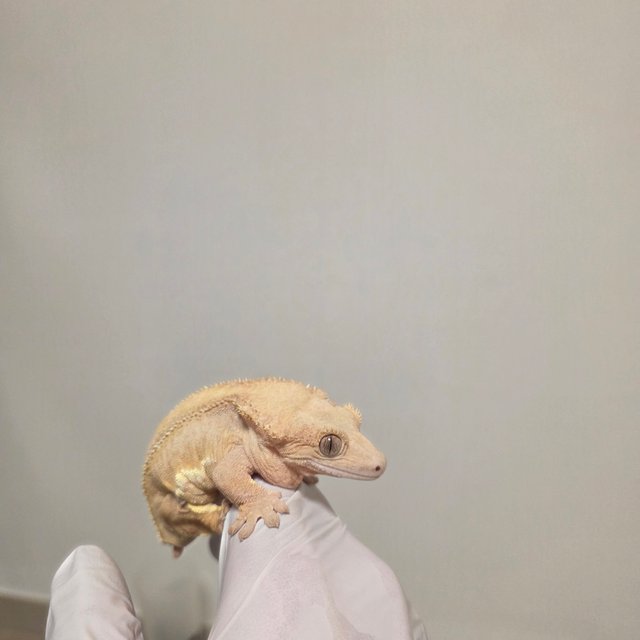 노멀 팬텀 크림