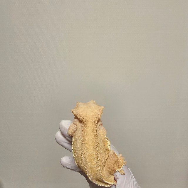 노멀 팬텀 크림