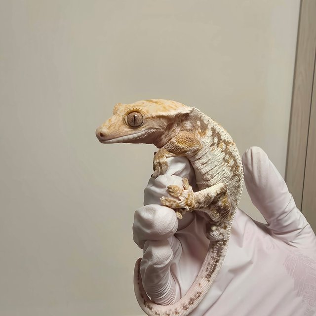 릴리100%헷아잔틱