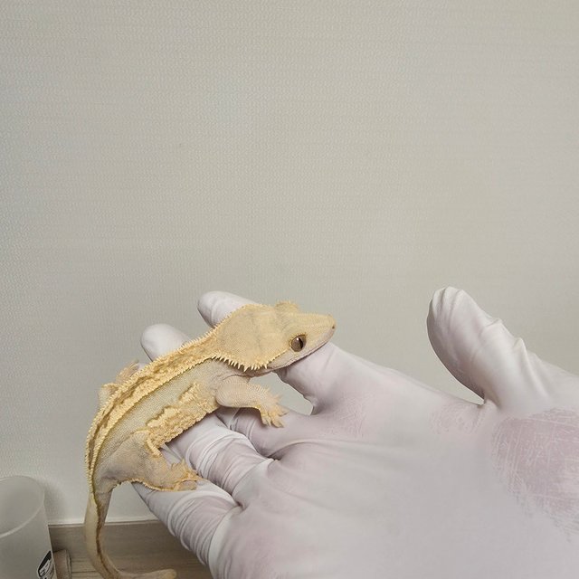 노멀 슈퍼스트라이프