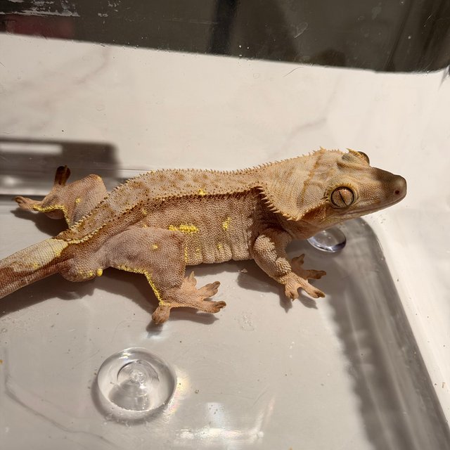 노멀 팬텀 크림