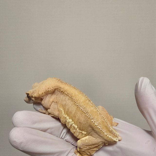 노멀 팬텀 크림