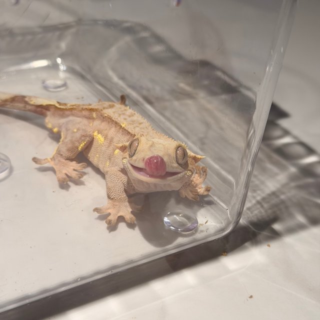 노멀 팬텀 크림