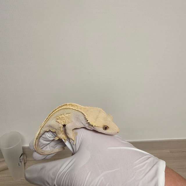 노멀 슈퍼스트라이프