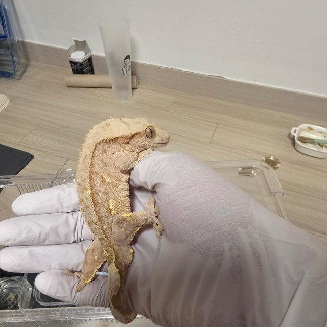 노멀 팬텀 크림