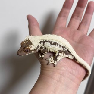 세이블 릴리100%헷아잔틱 릴리 세이블 100%헷아잔틱