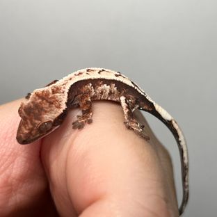 세이블