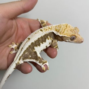 릴리100%헷아잔틱