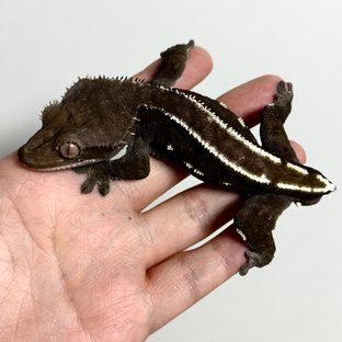 아잔틱 화이트핀