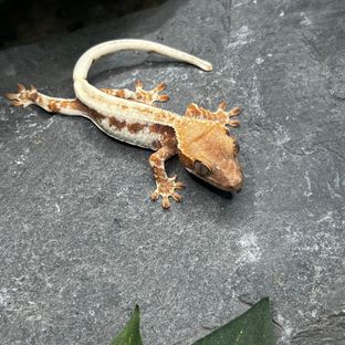 프라푸치노